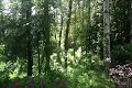 ділянка за адресою Лісова