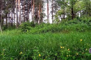 ділянка за адресою с. Лісне, Мрія