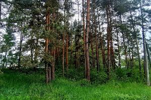 ділянка за адресою с. Лісне, Мрія