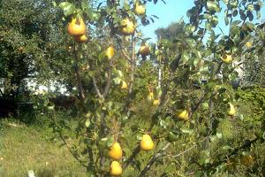 ділянка за адресою Новомосковськ, Вільне