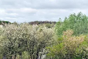 ділянка за адресою Озерна