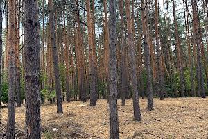 ділянка за адресою Обухів, Тарасовка