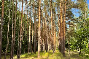 ділянка за адресою смт. Гостомель, 