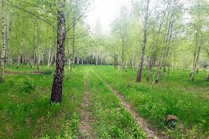 участок по адресу Левківська