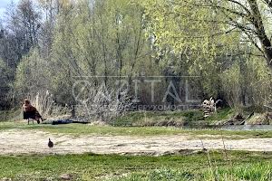 ділянка за адресою Кібенка