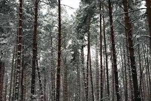 ділянка за адресою Савонівська вул.