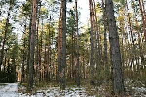 ділянка за адресою с. Старі Безрадичі, Лісна, 88