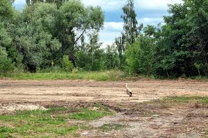 ділянка за адресою с. Глібівка, Лесі Українки, 1