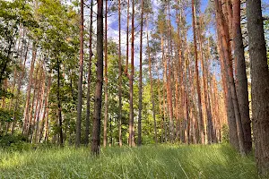 ділянка за адресою смт. Гостомель, 