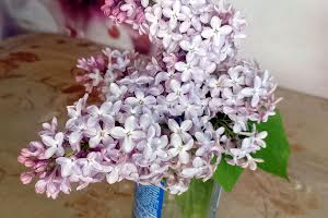 квартира за адресою Юліана Целевича вул., 14