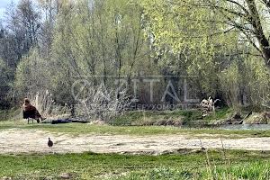 ділянка за адресою Кібенка