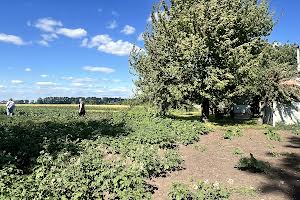 участок по адресу Лесі Українки, 5