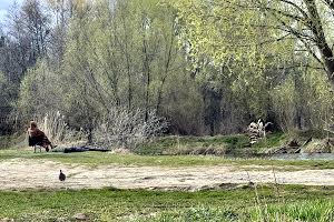 участок по адресу с. Крушинка, 