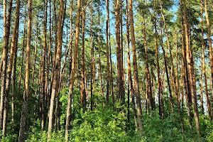 ділянка за адресою Заозерна