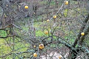 дом по адресу с. Ореховица, Дачний масив