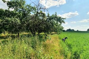 дом по адресу с. Хуторо-Губиниха, Партизанська