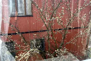 дом по адресу Квіткова