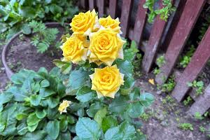 квартира по адресу Пекурівська, 20