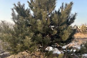 ділянка за адресою Васильківська, 22