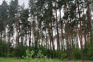участок по адресу Ілони Куровської ул.