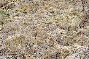 участок по адресу с. Братковцы, 