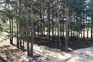 ділянка за адресою с. Лебедівка, Петра Сагайдачного