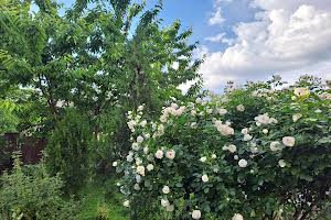 квартира за адресою Піхоти Короля вул. (Лізи Чайкіної), 15