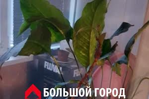 квартира за адресою Богдана Завады, 12