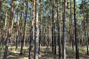 дом по адресу с. Хотяновка, Вишгородський