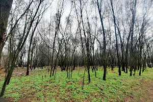 ділянка за адресою Городищанська