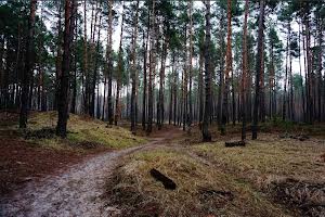ділянка за адресою Савонівська вул.