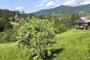 ділянка за адресою 