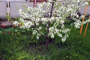 будинок за адресою Тростяна