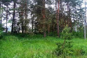 ділянка за адресою с. Лісне, Мрія