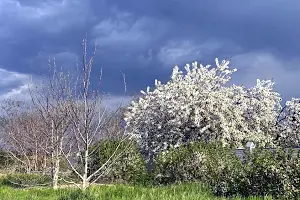 ділянка за адресою с. Лиманка, батів стицьковських