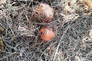 будинок за адресою Лугова