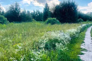 ділянка за адресою с. Зурівка, 