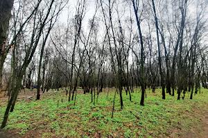ділянка за адресою Городищанська