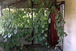 будинок за адресою с. Нова Дофінівка, Полевая