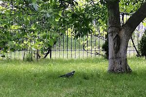 дом по адресу Соснова