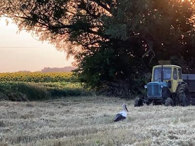 дом по адресу с. Александровка, Світанкова