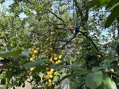 будинок за адресою с. Дмитрівка, Північна