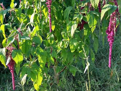 будинок за адресою Дергачі, Золочівський шлях