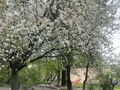 квартира за адресою Володимира Сікевича вул. (Молодогвардійська), 15