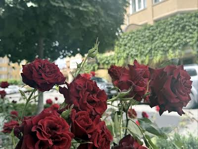 квартира за адресою Миру вул., 41
