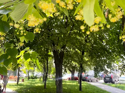 квартира за адресою Митрополита Андрея Шептицького вул. (Анатолія Луначарського), 3-Б