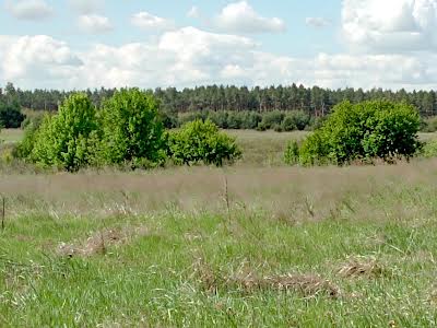 ділянка за адресою с. Миколаївка, 