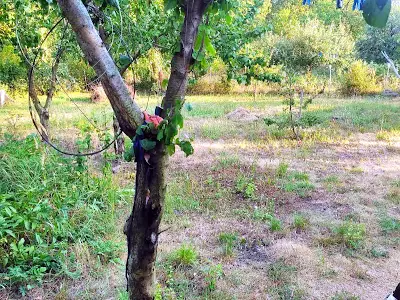 дом по адресу Петровская