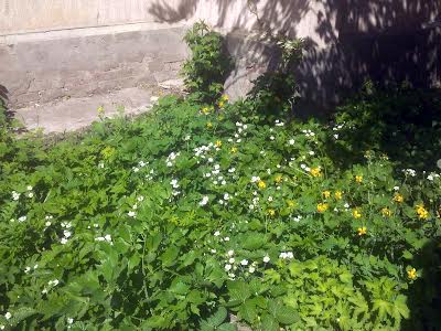 дом по адресу Железная ул., 50