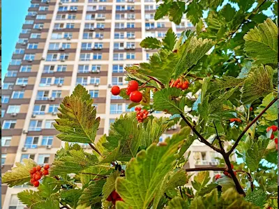 квартира за адресою Олександра Олеся вул., 19